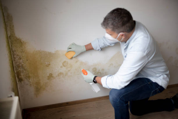 Best Basement Mold Removal  in Larned, KS
